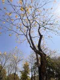 適合親子郊遊的深圳香蜜公園