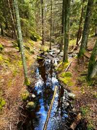 #AncientWhispers – A Moment in Tyresta National Park