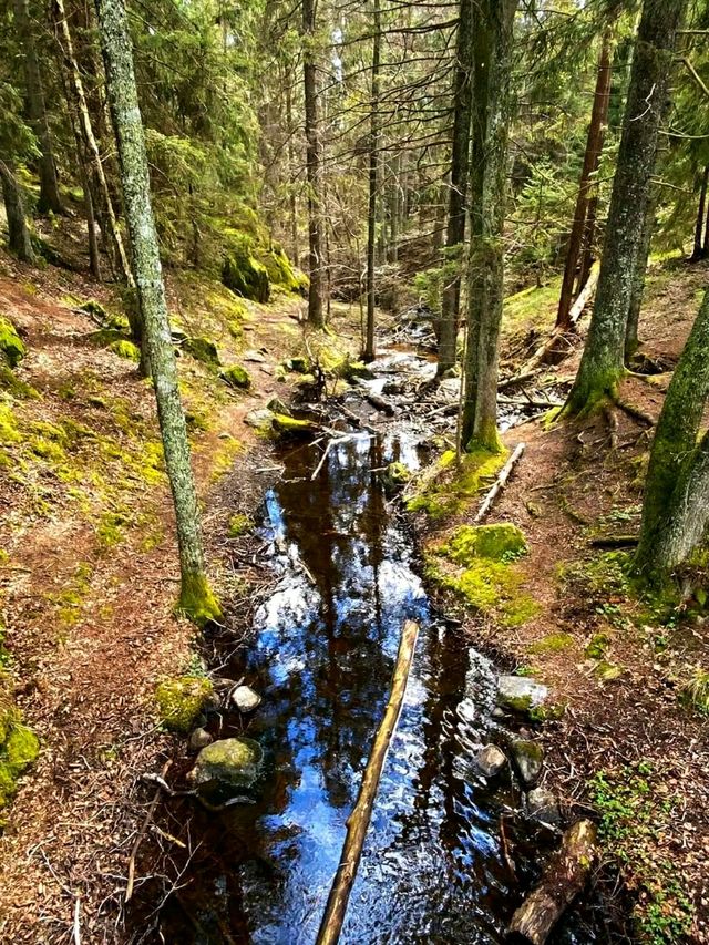 #AncientWhispers – A Moment in Tyresta National Park