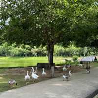 The Village Farm To Cafe'