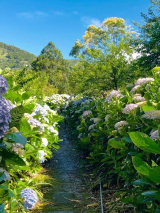 Taitung｜Qing Shan Farm