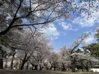 🌸【初見即傾心】大宮公園櫻花滿開的那一刻，我與春天撞了個滿懷!
