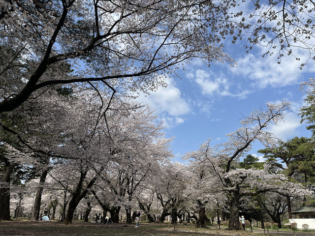 🌸【初見即傾心】大宮公園櫻花滿開的那一刻，我與春天撞了個滿懷!