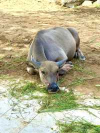 タイの水牛と暮らしにふれる、スパンブリーの癒しの旅🐃🌿