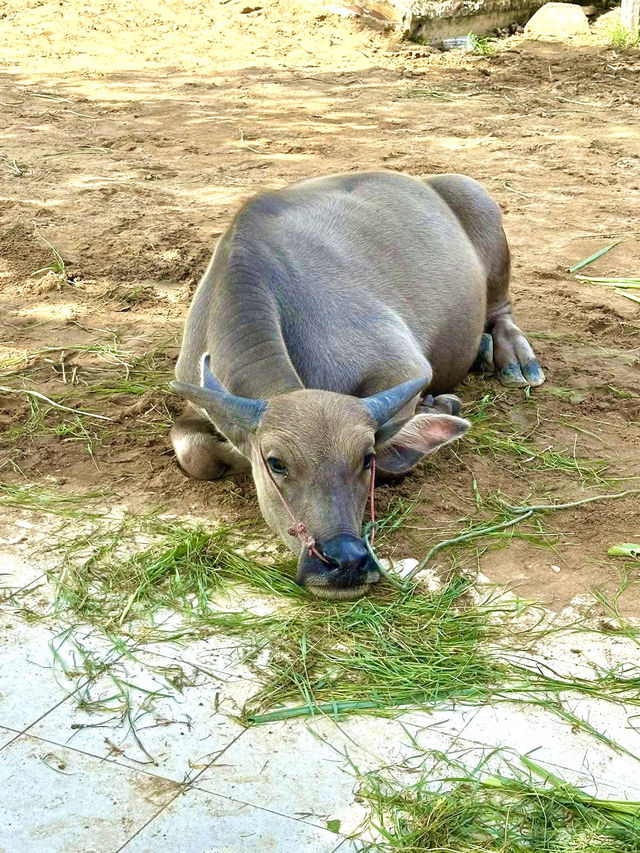 タイの水牛と暮らしにふれる、スパンブリーの癒しの旅🐃🌿