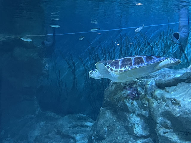 🐠 코엑스 아쿠아리움, 도심 속 물속 세상으로 떠나는 여행