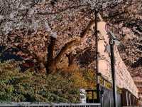Absolutely! Here’s your Tokyo 3-Day Itinerary (with cherry blossom photo spots)