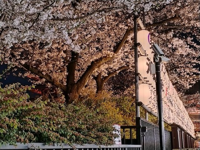 Absolutely! Here’s your Tokyo 3-Day Itinerary (with cherry blossom photo spots)