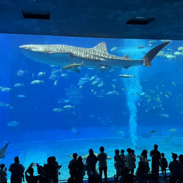Popular Aquarium in Okinawa, Japan
