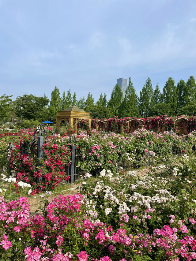 대전 가볼만한곳:: 장미세상 한밭수목원 장미원🌹