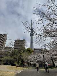東京城市散步提案｜從淺草老街走到秋葉原的貓之午後