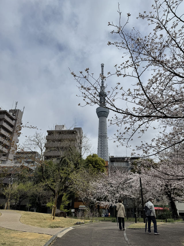 東京城市散步提案｜從淺草老街走到秋葉原的貓之午後