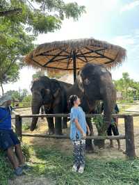 🐘코끼리랑 놀아볼래?🇹🇭