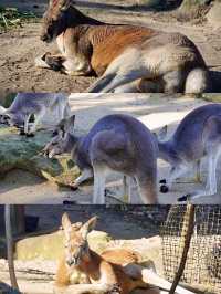 ออสเตรเลีย🇦🇺
