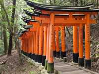 Path of a Thousand Gates: Journey Through Fushimi Inari