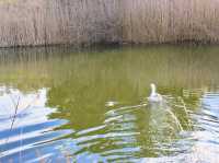 Where ducks wander and sandstone remembers: the slow beauty of Richmond Bridge