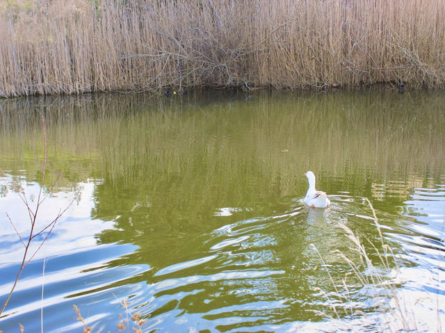 Where ducks wander and sandstone remembers: the slow beauty of Richmond Bridge