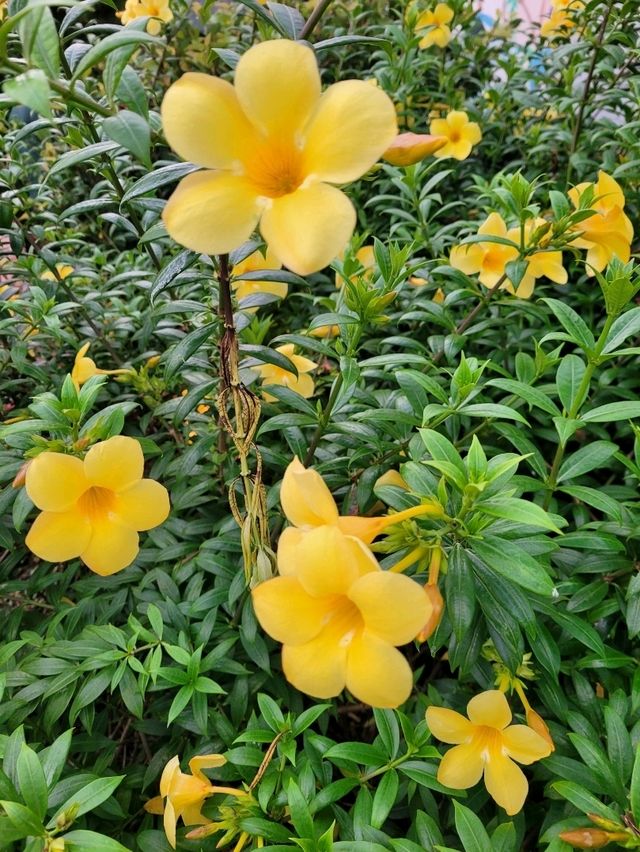 Summer in bloom in Sentosa Central Bazaar