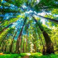 圧倒的な自然の神秘！レッドウッド国立公園の魅力