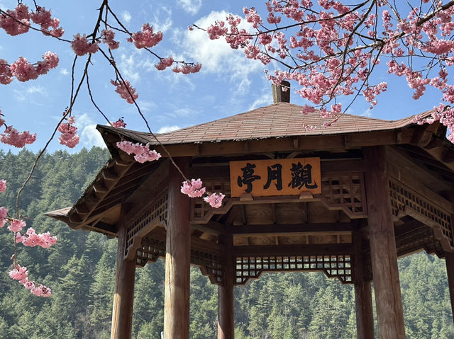 武陵農場賞櫻
