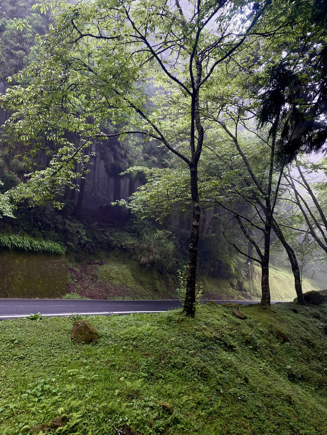 🌲 阿里山森林遊樂區攻略｜五奇連發 × 森林小火車 × 日出雲海 🌄 