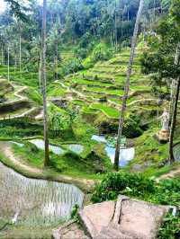 Ubud, Bali Nature and Culture in One Place