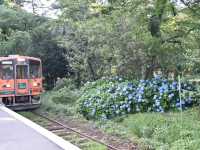 青森五所川原-蘆野公園（繡球花）
