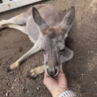 Animals and Theme Parks
