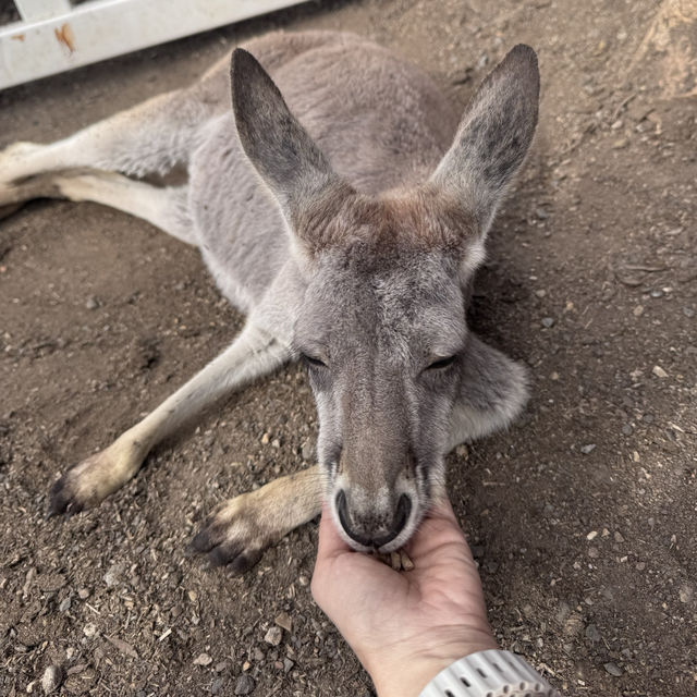 Animals and Theme Parks