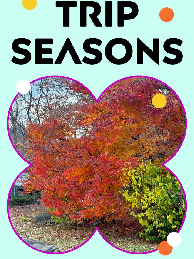 “구름 위를 걷는 듯한 하루, 설악산 힐링 산행 가이드⛰️🍁”