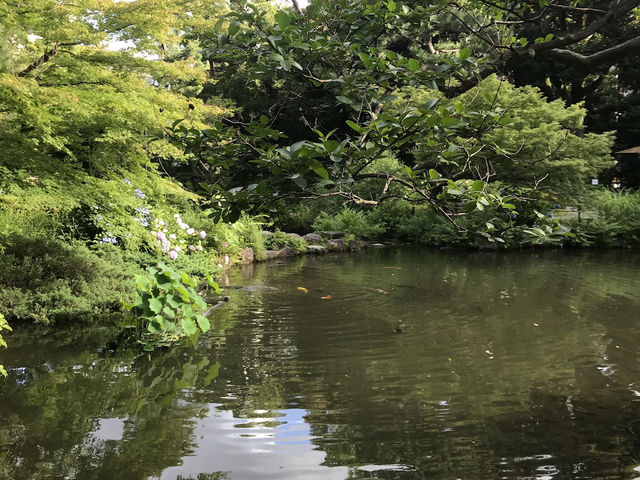 【雑司ヶ谷　鬼子母神　夏の朝の散歩】