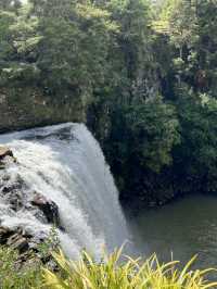 紐西蘭旅遊景點—💦 Whangārei Falls｜北島最優雅的瀑布散步路線