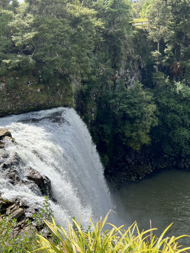 紐西蘭旅遊景點—💦 Whangārei Falls｜北島最優雅的瀑布散步路線