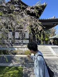 🌸🪷🌊 Hasedera Temple – Where Flowers Meet the Sea in Kamakura