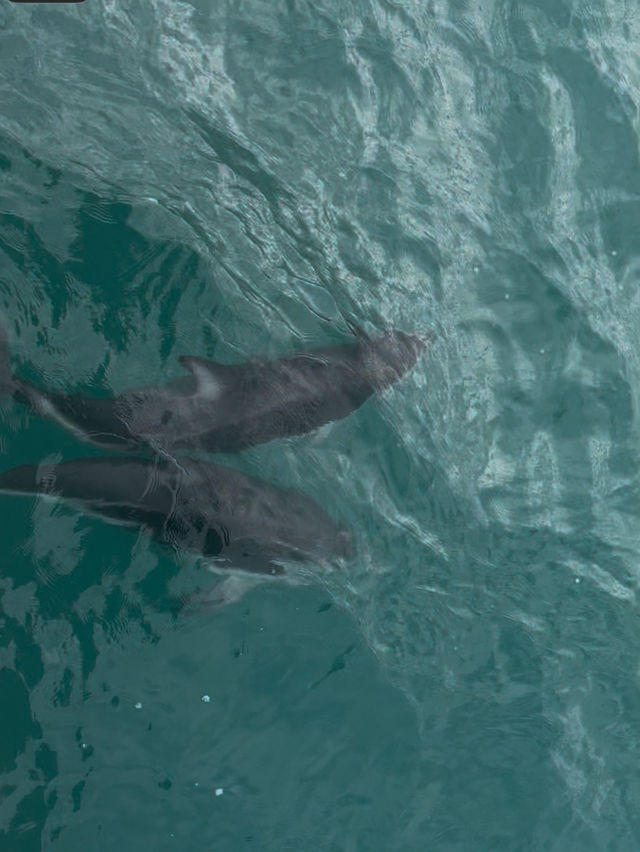 I have never been that close to a seal.