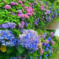 飛鳥山公園