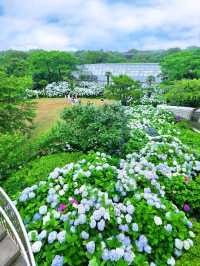 🩷 山茶花之丘  Camellia Hill 카멜리아힐 💜