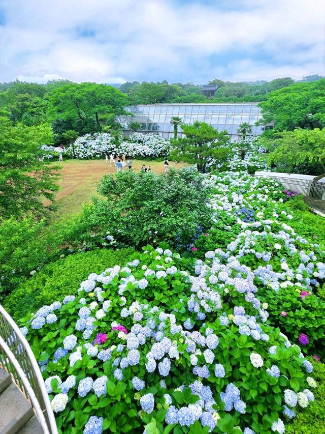 🩷 山茶花之丘  Camellia Hill 카멜리아힐 💜