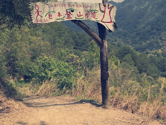 新竹｜「逃進雲端森林：夏日必訪的秘境司馬庫斯 🌲🌤️」