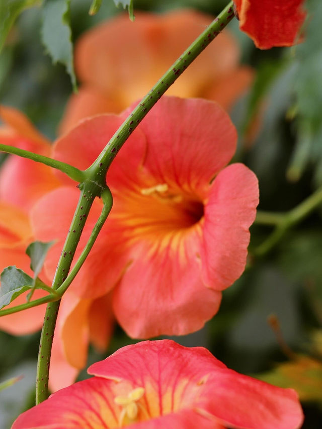 인생사진 스팟🌺 <뚝섬한강공원 능소화 군락지>