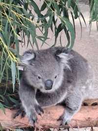 A trip to Melbourne 