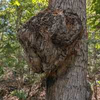 Keystone Ancient Forest – Sand Springs, OK