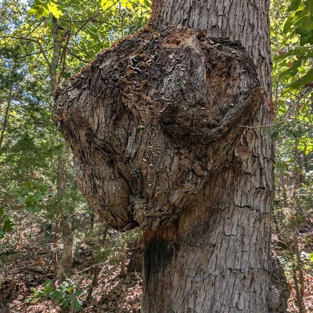 Keystone Ancient Forest – Sand Springs, OK