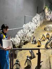 【如夢似幻的藍色奇遇】——走進DMM沖繩水族館，感受海洋的溫柔呼吸
