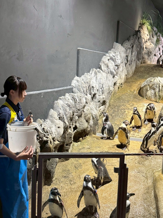 【如夢似幻的藍色奇遇】——走進DMM沖繩水族館，感受海洋的溫柔呼吸
