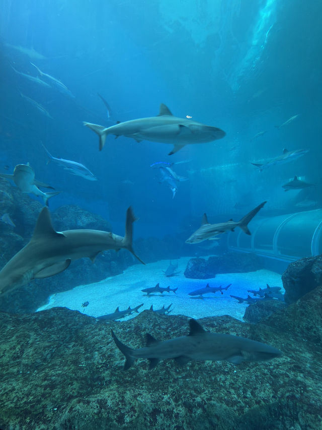 🐠 S.E.A. Aquarium – เปิดโลกใต้ทะเลกลางสิงคโปร์