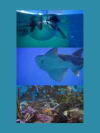🐡🪼睇魚要去！屏東海生館：海洋生物教育的展示中心🐋🐠