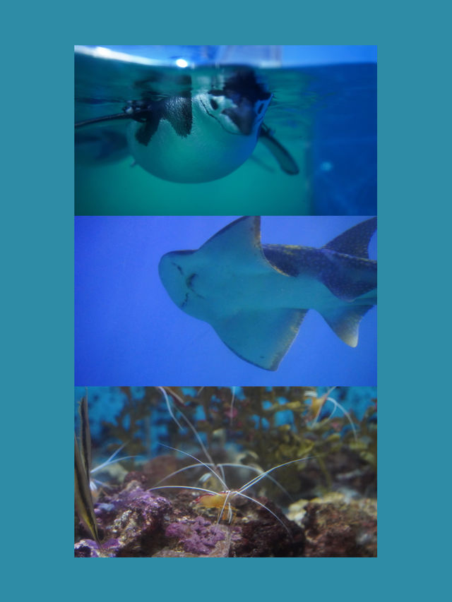 🐡🪼睇魚要去！屏東海生館：海洋生物教育的展示中心🐋🐠