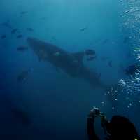 ดำน้ำลึกกับ Satun Dive Resort Koh Lipe