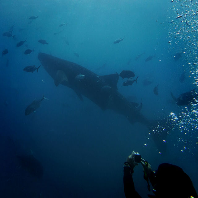 ดำน้ำลึกกับ Satun Dive Resort Koh Lipe